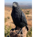 Wildcrete Common Raven